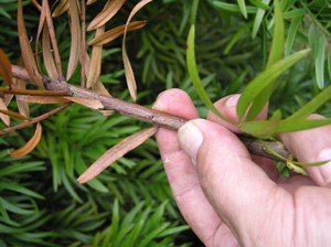 Holes in stem of podacarpus. Photo: Dr. Scot Nelson