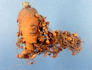 Root knot nematode in carrot. Photo: Dr. Wayne Nishijima
