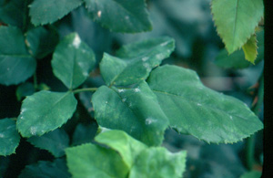 Powdery mildew on roses. Photo: Dr. W. Nishijima