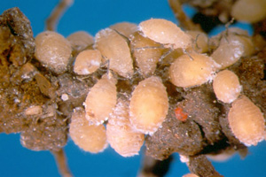 Taro root aphid. Photo: Walter Nagimine.