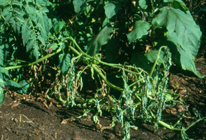 Bacterial wilt on tomato. Photo: Dr. W. Nishijima