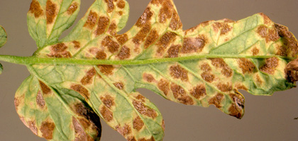Tomato leaf mold, underside. Photo: Dr. Wayne Nishijima