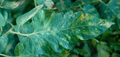 Tomato leaf mold: top. Photo: Dr. Wayne Nishijima