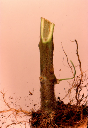 Tomato fusarium wilt. Photo: Dr. Wayne Nishijima