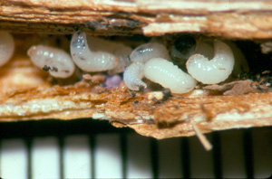 Black twig borer in stem of anthurium. Photo: Dr. A Hara