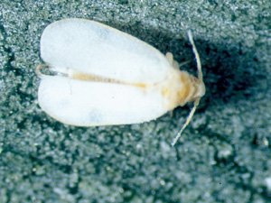 Whitefly. Photo: Dr. A Hara