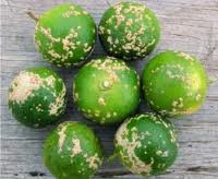 Citrus scab