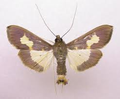 Pickleworm moth