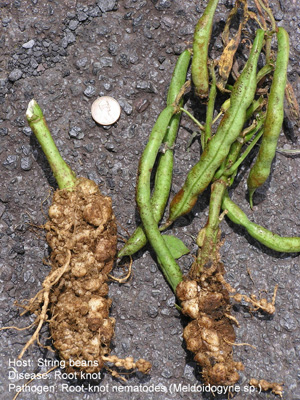 Root knot nematode. Photo: Dr. Scot Nelson