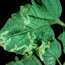 Serpentine leafminer damage. Photo credit: University of Wisconsin Extension