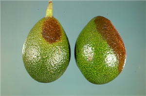 Avocado anthracnose. Photo: Dr. Wayne Nishijima