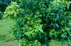 Nutrient deficiency in citrus: Photo: Dr. W Nishijima
