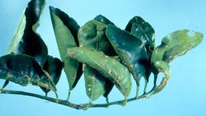 citrus scab