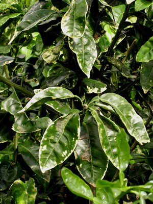 Citrus leaf miner. Photo: Dr. Scot Nelson