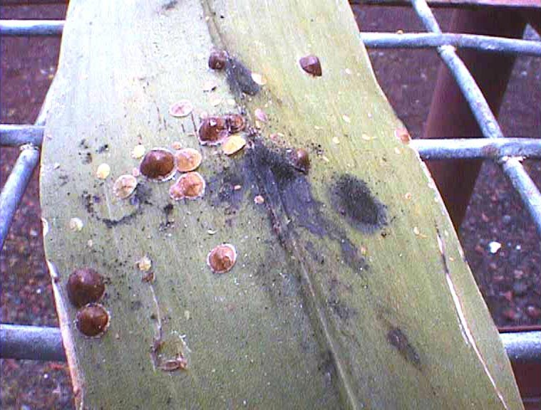 Scale Insects – Wisconsin Horticulture