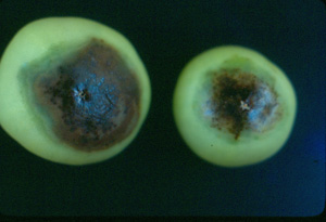 Tomato late blight, phytophthora. Photo: Dr. W. Nishijima