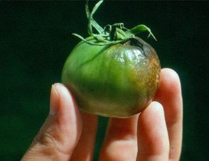 Phytophthora on tomato. Photo: Dr. W. Nishijima