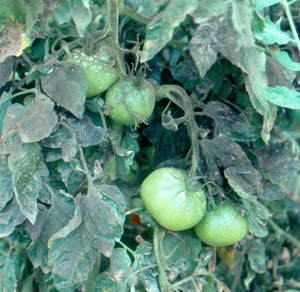 Sooty mold on tomato. Photo: Dr. W Nishijima