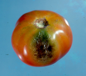 Phytophthora infestans on tomato. Photo: Dr. W. Nishijima