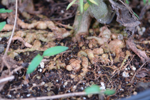 Root knot nematode in tomato. Photo: Dr. Scot Nelson