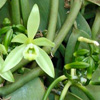 Vanilla flower and pod