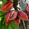 Cacao bean