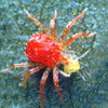 Predatory mite