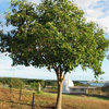 Lonomea, a great native shade tree