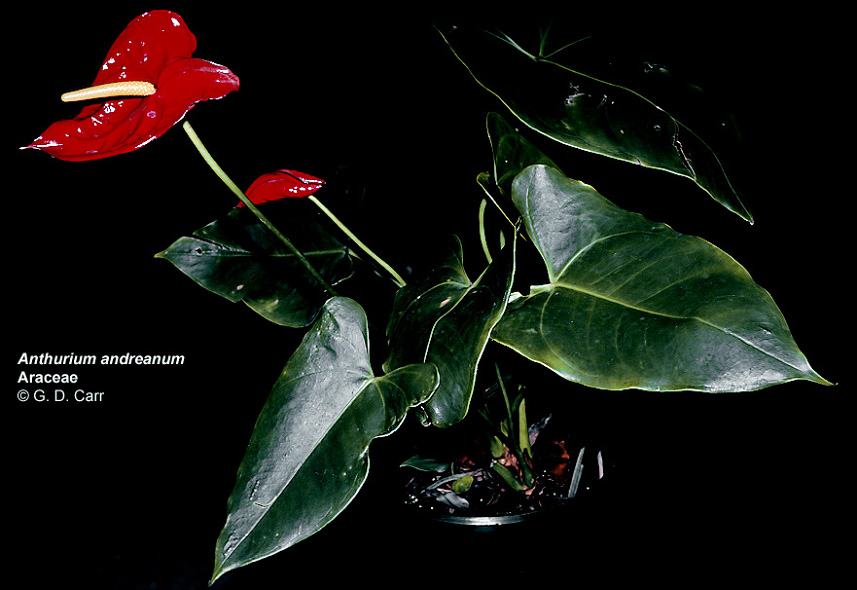 Anthurium (Anthurium) 