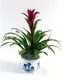 Bromeliad (Bromeliaceae) 