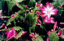 Christmas Cactus (Zygocactus)