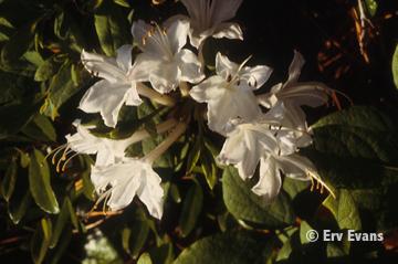 Dwarf Azalea (Rhododendron simsil)