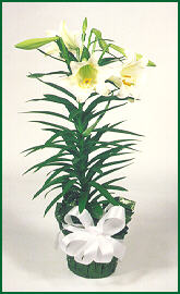 Easter Lilies (Lilium longiflorum)