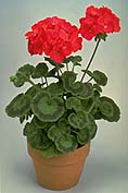 Geranium (Geraium manculatum)