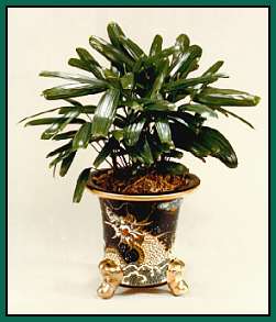 Lady Palm (Raphis excelsa) 
