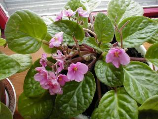 African Violet (Saintpaulia ionantha)