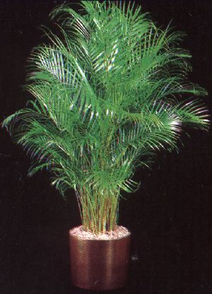 Areca Palm (Chrysalidocarpus lutescens)
