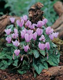 Cyclamen (Cyclamen persicum)