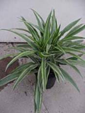 Dracaena (Dracaena)