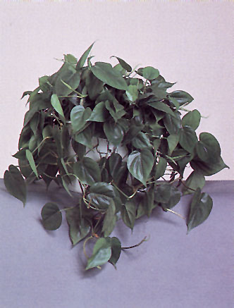 Heart Leaf Philodendron (Philodendron scandens oxycardium)