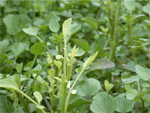 Early symptom, note early stage of chlorosis