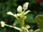 Close-up of bleached watercress shoot