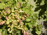 Close-up of necrotic Watercress shoot