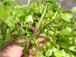 Early winter symptom, stunting and terminal purpling