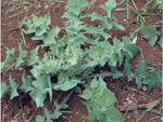 Sow thistle