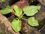 Broadleaved plantain