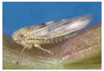 Leaf Hopper (Side View)