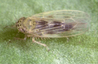 Leaf Hopper (Top View)