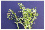 aster yellows symptom
