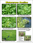 sample watercress decline publication